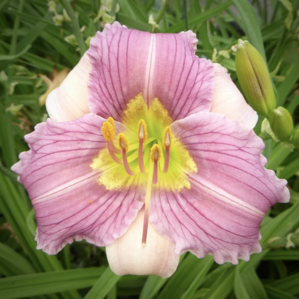 Little Neon Sprite - Sold Out